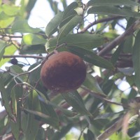 Hydnocarpus castaneus Hook.f. & Thomson